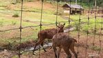 Seru Juga Menyusuri Taman Hutan Raya Djuanda