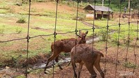Penangkaran Rusa