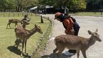 Nara Park nan Syahdu, Jangan Ganggu Rusa Sakral Ini