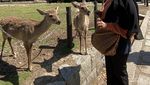 Nara Park nan Syahdu, Jangan Ganggu Rusa Sakral Ini