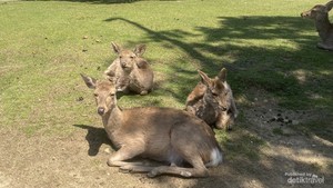 Nara Park nan Syahdu, Jangan Ganggu Rusa Sakral Ini