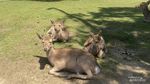 Nara Park nan Syahdu, Jangan Ganggu Rusa Sakral Ini