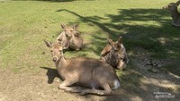 Para rusa yang tengah bersantai di bawah sinar matahari.