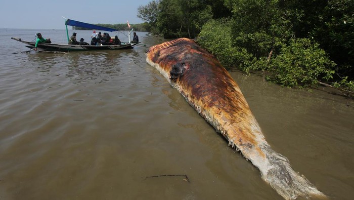 Bangkai Paus Balin (Mysticeti) terdampar di Pantai Kejawan Putih Tambak, Surabaya, Jawa Timur, Selasa (16/5/2023). Paus yang ditemukan nelayan sudah dalam keadaan mati itu berukuran panjang sekitar 12 meter. ANTARA FOTO/Didik Suhartono/rwa.