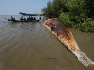 Bangkai Paus 12 Meter Dievakuasi, Bakal Jadi Koleksi Jatim Park 2