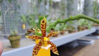 Sementara Phalaenopsis, Vanda, dan Dendrobium, sambungnya, banyak dijadikan objek untuk penelitian. Sebab, genus (marga) ini berpotensi jadi tanaman hortikultura (tanaman budidaya kebun) atau potensi bioprospecting lainnya. Foto: Phalaenopsis cornu-cervi. (Trisna Wulandari/detikEdu)