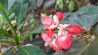 Anggrek yang dinilai paling indah itu dinamai Kimilsungia, dengan nama ilmiah Dendrobium Bunga Kimilsung.  Foto: Trisna Wulandari/detikEdu