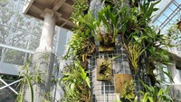 Rumah Kaca Anggrek Soedjana Kassan terbagi atas dua sayap. Koleksinya anggrek asli Indonesia dari berbagai daerah dan hibrida. Foto: Trisna Wulandari/detikEdu