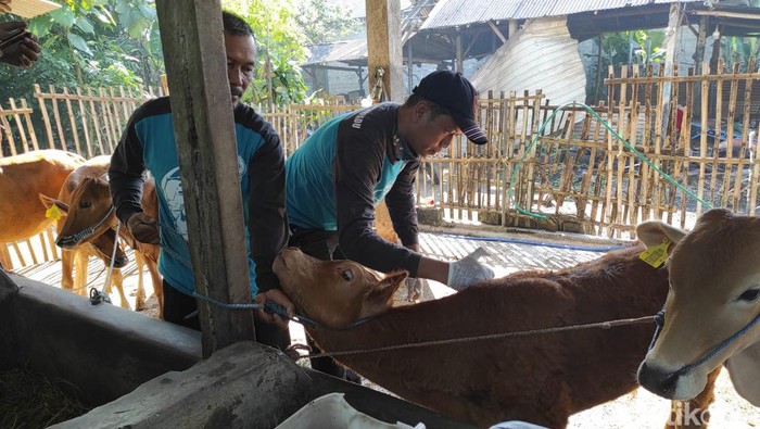 Sapi di Kota Blitar disuntik vaksin