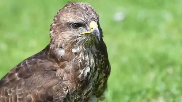 Serangan buzzard atau elang buteo