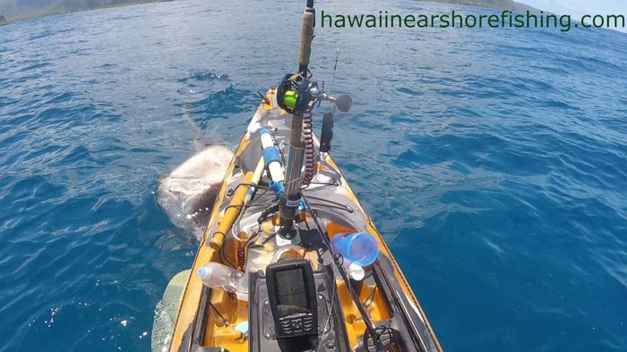 Serangan hiu ke kayak di Hawaii