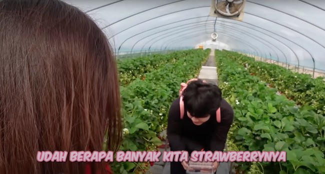 Sisca dan Jess No Limit juga berkesempatan mencoba memetik sendiri strawberry langsung dari pohonnya. Keduanya tampak begitu bersemangat. Foto: YouTube/Sisca Kohl