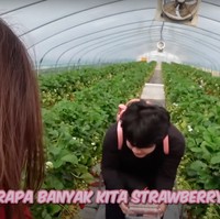 Sisca dan Jess No Limit juga berkesempatan mencoba memetik sendiri strawberry langsung dari pohonnya. Keduanya tampak begitu bersemangat. Foto: YouTube/Sisca Kohl