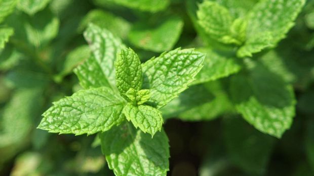 secret menu Starbucks rasa mint