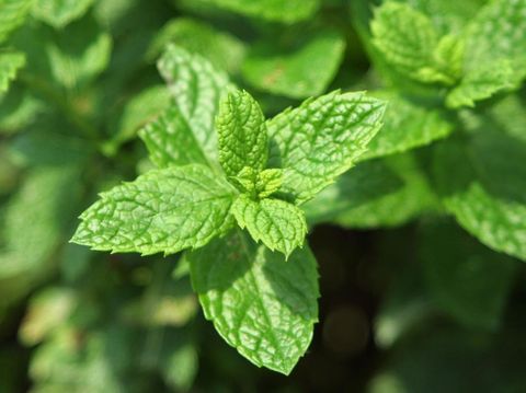 secret menu Starbucks rasa mint