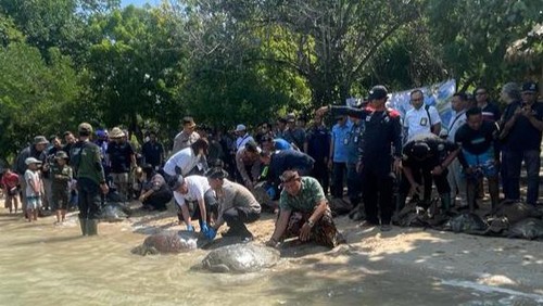 BKSDA Bali Lepasliarkan 18 Penyu Hijau