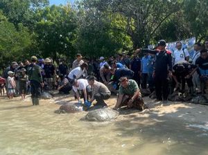 BKSDA Minta Warga Setop Makan Lawar Penyu, Sudah Ada Aturan Adatnya!