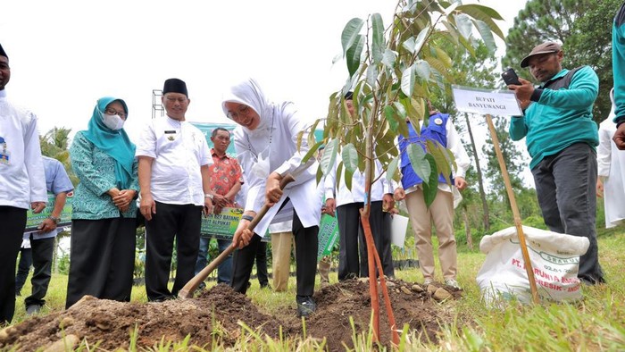 Bupati Banyuwangi Ipuk Fiestiandani saat menanam tanaman keras di lereng Selingkar Raung dan Ijen.