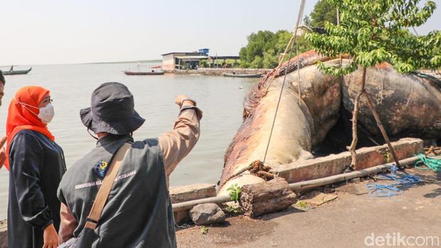 Gubernur Khofifah saat menyaksikan proses evakuasi Paus Balin.
