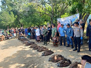 18 Penyu Selundupan Dilepasliarkan, Diduga Tangkapan dari Jawa