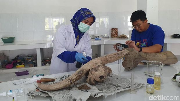 Tim dari Museum dan Cagar Budaya Sangiran melakukan konservasi di Museum Purbakala Patiayam Kudus, Kamis (18/5/2023).