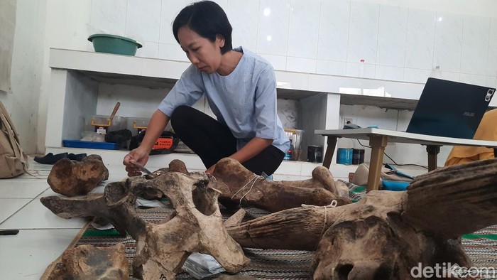 Tim dari Museum dan Cagar Budaya Sangiran melakukan konservasi di Museum Purbakala Patiayam Kudus, Kamis (18/5/2023).