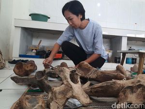 Penampakan Puluhan Fosil di Museum Patiayam Kudus yang Dikonservasi