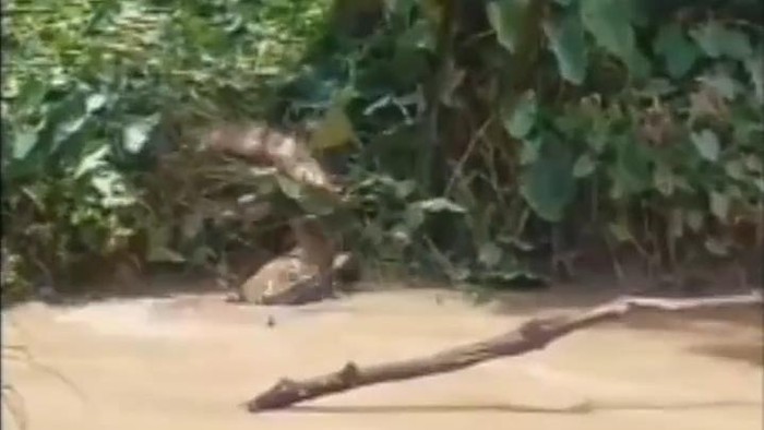 Warga saat menangkap buaya yang gigit ibu dan anak di Labura. (Foto: Istimewa)