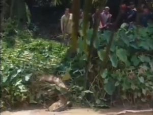 Detik-detik Ibu dan Anak di Labura Diterkam Buaya saat Cuci Pakaian di Sungai