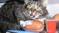 Kucing imut yang satu ini ketahuan saat tengah menggasak habis makanan yang ada di dalam kulkas milik majikannya. Foto: Pool/Site