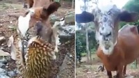  Kambing asal Malaysia ini, viral karena videonya saat makan buah durian. Ia bahkan memasukkan kepalanya ke dalam cangkang durian. Foto: Pool/Site
