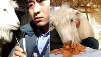  Aksi pencurian makanan oleh kambing asal China ini bikin gemas. Bahkan kambing ini jadi bintang di internet karena aksinya. Foto: Pool/Site