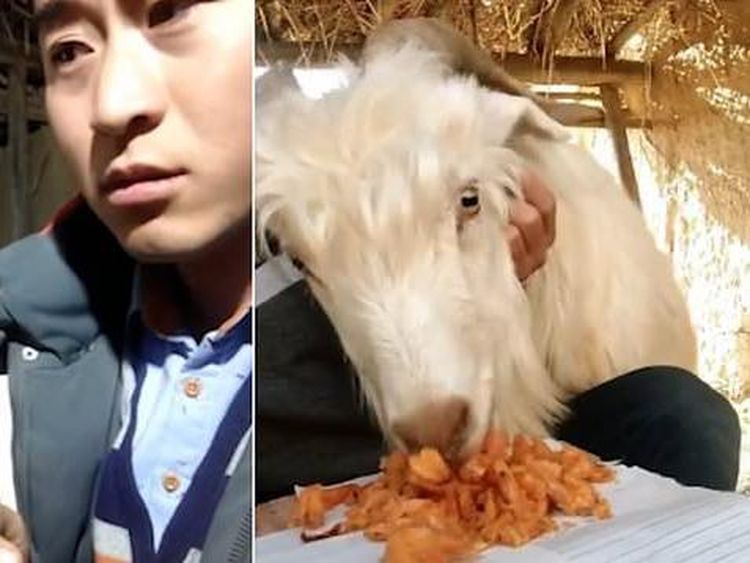 10 Aksi Hewan Curi Makanan Ini Berhasil Bikin Jengkel hingga Gemas