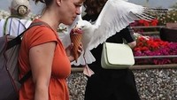 Sedang santai makan es krim, lengah sedikit, es krimnya langsung dicuri oleh burung yang satu ini. Foto: Pool/Site