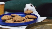 Kelinci ini kaget ketika aksinya mencuri cookies tertangkap kamera. Wajahnya imut menggemaskan! Foto: Pool/Site