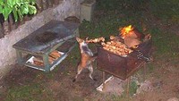 Sedang asyik bakar sate di halaman rumah, seekor musang justru datang untuk mencuri sate isi daging itu. Foto: Pool/Site