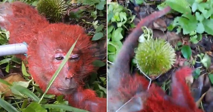 10 Aksi Hewan Curi Makanan Ini Berhasil Bikin Jengkel hingga Gemas 10 Aksi Hewan Curi Makanan Ini Berhasil Bikin Jengkel hingga Gemas