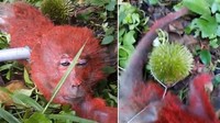Selain pisang, monyet suka durian. Seperti monyet ini yang tertangkap basah saat mencuri durian di kebun. Foto: Pool/Site