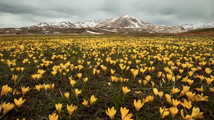1255341131 ANTALYA, TURKIYE - MAY 11: A person rides a bike among the blooming flowers in the Egrigol region with an altitude of 2350, which has a very valuable structure due to its endemic plant and flower species at Taseli plateau in Antalya, Turkiye on May 11, 2023. The foot of Geyik Mountain, located between the Western Taurus Mountains and the Central Taurus Mountains, which separate the Central Anatolia and the Mediterranean region from each other, are referred to as the Alps of Antalya. (Photo by Seyit Konyali/Anadolu Agency via Getty Images)