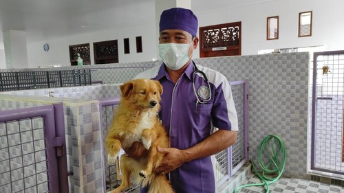Anjing ras pomeranian bernama Emon digendong oleh dokter hewan I Dewa Made Anom di Anom Vet Clinic, Jumat (19/5/2023). (I Wayan Sui Suadnyana/detikBali)