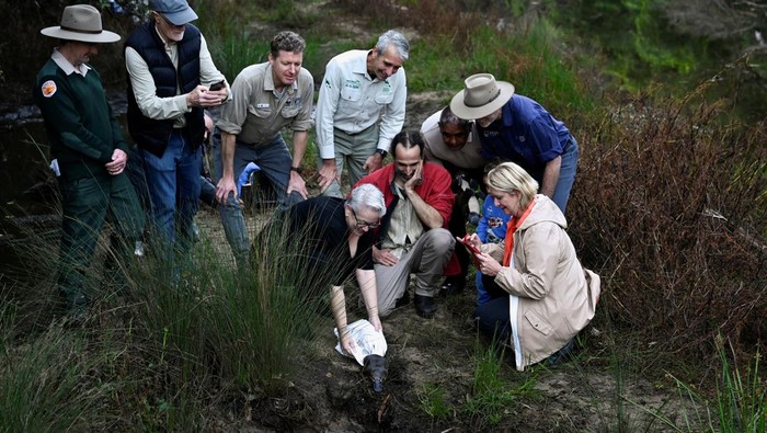 AUSTRALIA-PLATYPUS/ A platypus is released by CEO of Taronga Zoo Cameron Kerr and Scientists back into Sydney's Royal National Park for the first time in over fifty years, in Sydney, Australia, May 12, 2023. REUTERS/Jaimi Joy