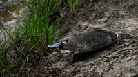 Baru-baru ini, sebuah proyek kerja sama antara University of New South Wales, Pengelola taman nasional NSW National Parks and Wildlife Service dan World Wildlife Fun mengembalikan lima platipus betina ke Hacking River, tempat ekor jantan akan dikembalikan pekan depan.