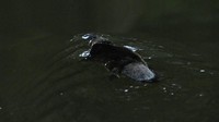 Platipus ini diambil dari kawasan Bombala dan Dalgety, kemudian dipelihara dan dibesarkan dalam kandang khusus di Kebun Binatang Taronga Zoo sebelum dikembalikan ke taman nasional sebagai rumah baru mereka.