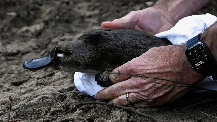 AUSTRALIA-PLATYPUS/ A platypus is released by CEO of Taronga Zoo Cameron Kerr and Scientists back into Sydney's Royal National Park for the first time in over fifty years, in Sydney, Australia, May 12, 2023. REUTERS/Jaimi Joy