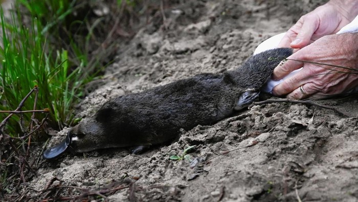 A platypus is released by CEO of Taronga Zoo Cameron Kerr and Scientists back into Sydney's Royal National Park for the first time in over fifty years, in Sydney, Australia, May 12, 2023.  REUTERS/Jaimi Joy