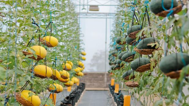 Greenhouse Agrowisata Amanah