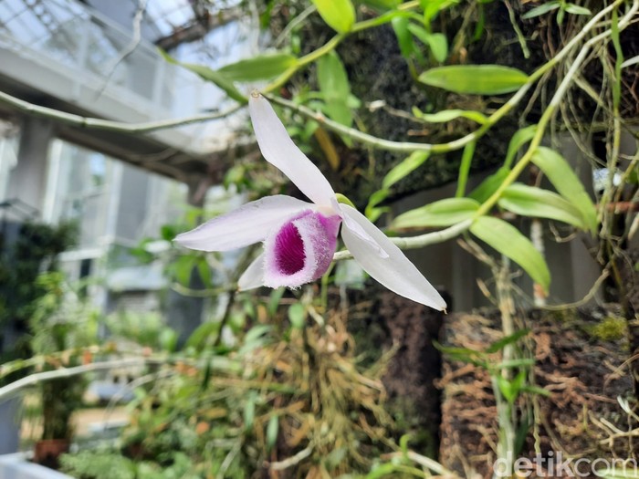 Griya Anggrek Kebun Raya Bogor