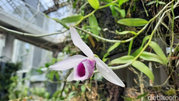 10 Kebun Raya Terbaik di Dunia, Kebun Raya Bogor Masuk Daftar