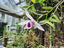 10 Kebun Raya Terbaik di Dunia, Kebun Raya Bogor Masuk Daftar