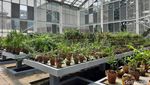 Melihat Wajah Baru Griya Anggrek Kebun Raya Bogor